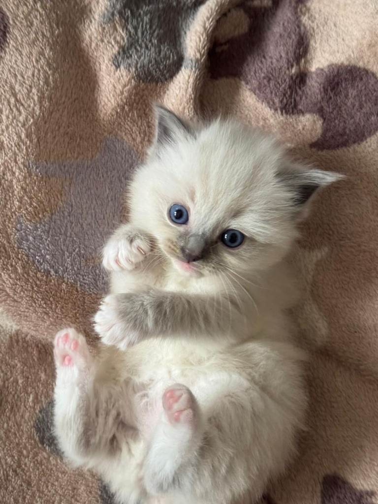 BEAUTIFUL PURE BREED RAGDOLL KITTENS