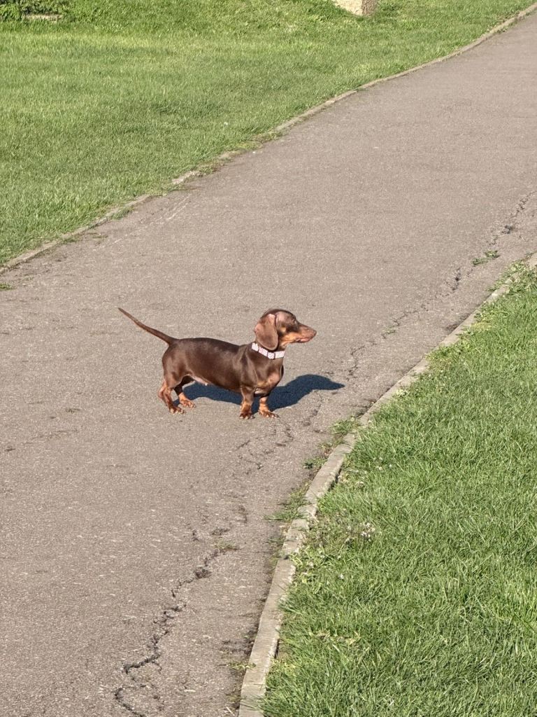 Miniature Dachshund Looking For Loving Home