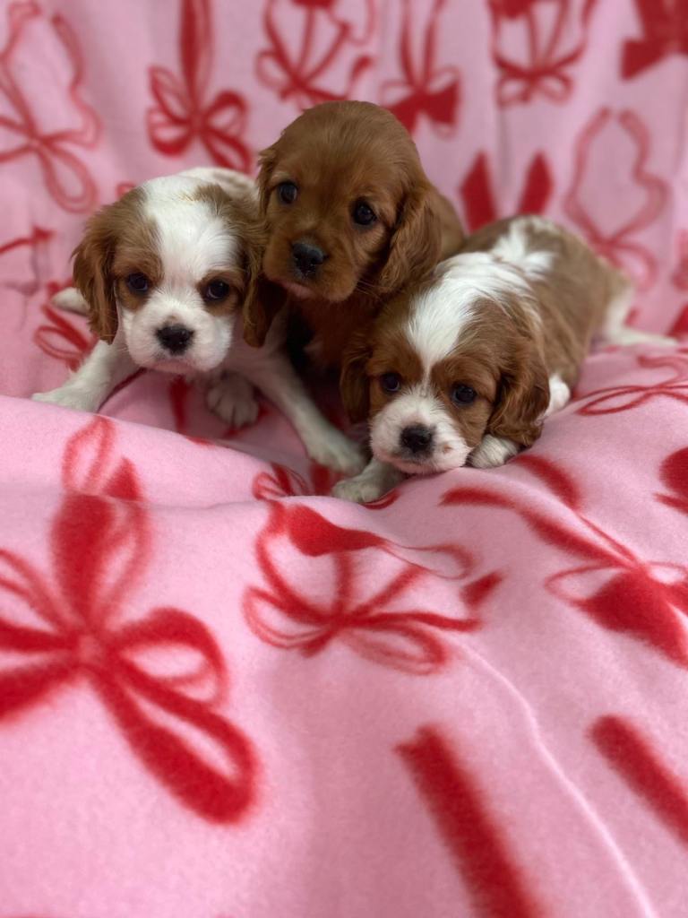 King Charles Puppies for sale 