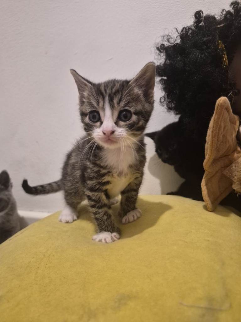 Cute tabby kitten looking for loving home
