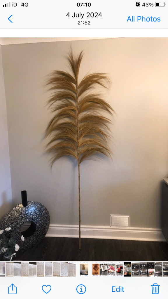 image for Ornamental xl pampas grass