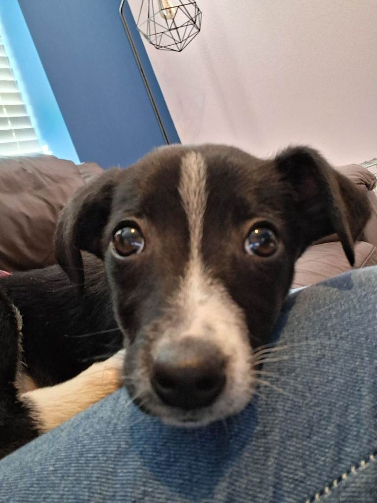 Beautiful pup for sale