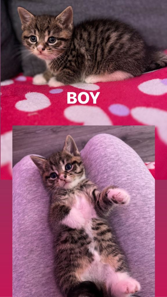 Little kittens for sale 