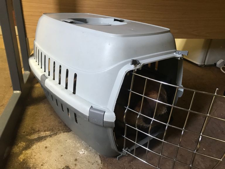 Small pet carrier dogs cats puppies crate
