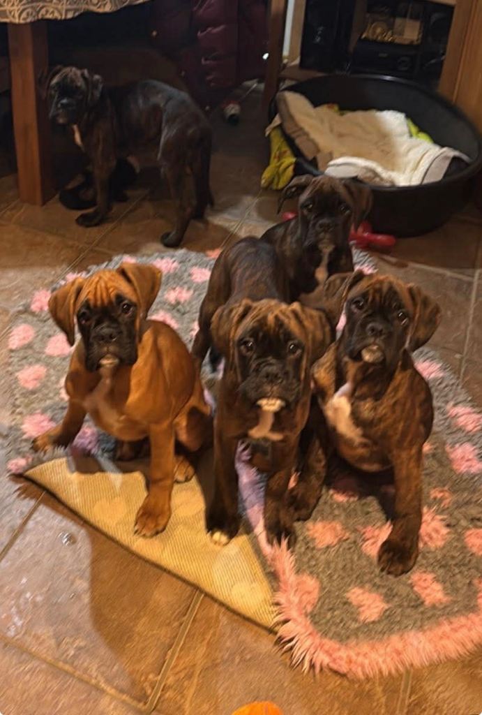 KC Champion bloodline Boxer puppies 