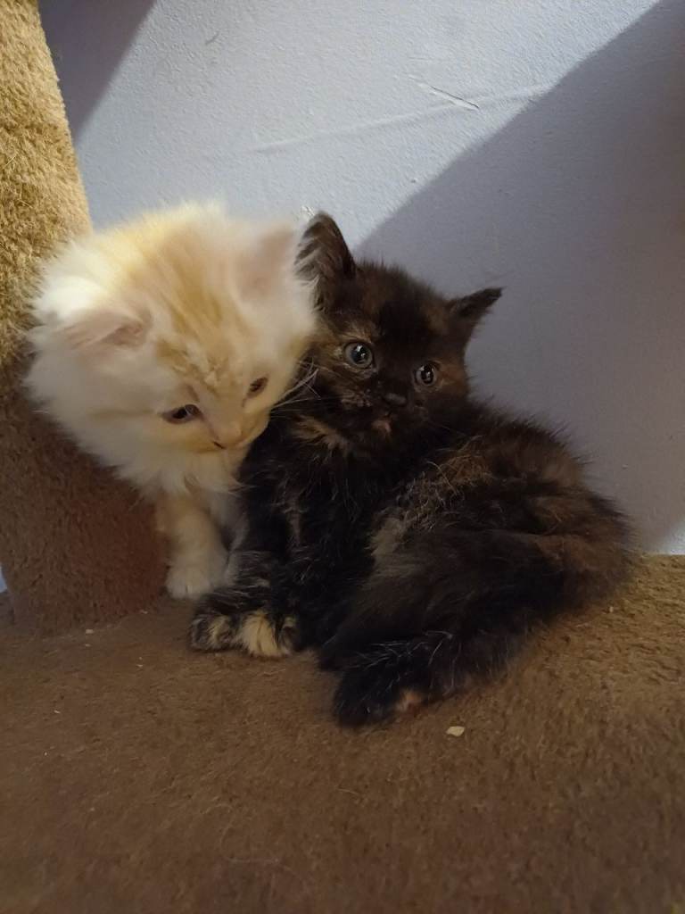 1 girl Siberian 8 week kitten