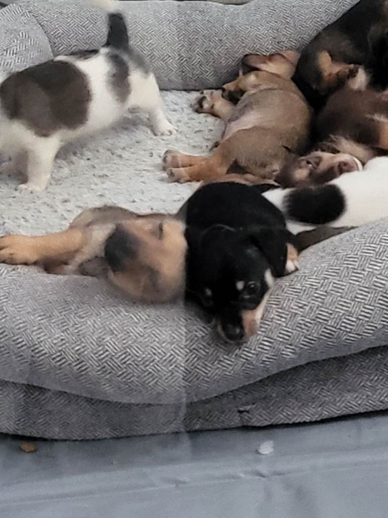 Puppies for sale
