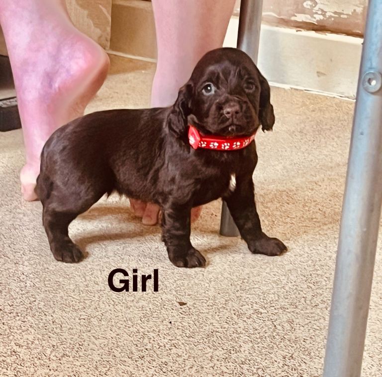 Kc Chocolate spaniel puppies
