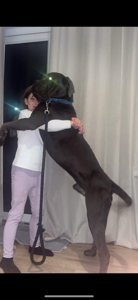 Cane corso pure breed