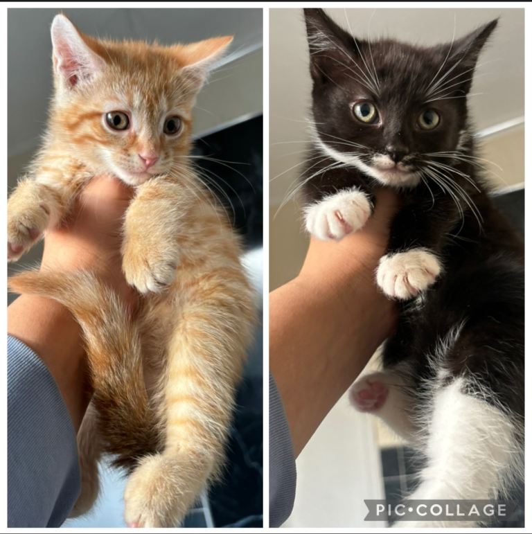 Fluffy Ragdoll x kittens for sale 