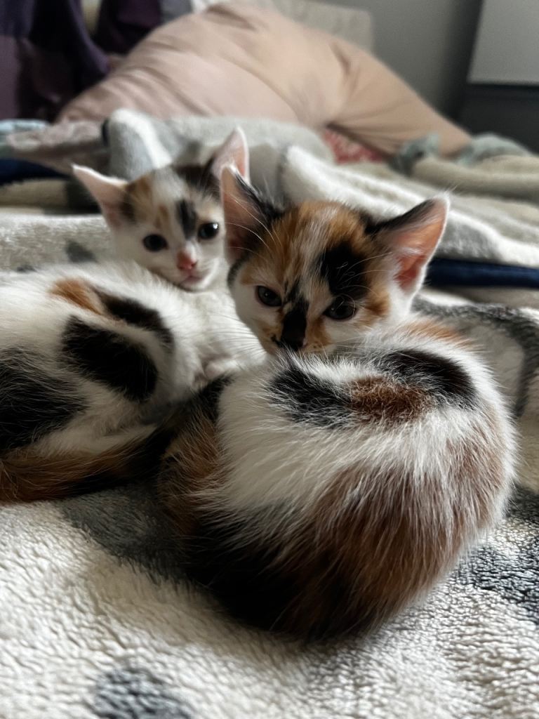 🐈 Adorable Calico Kittens - 2 Females to a Loving Home 