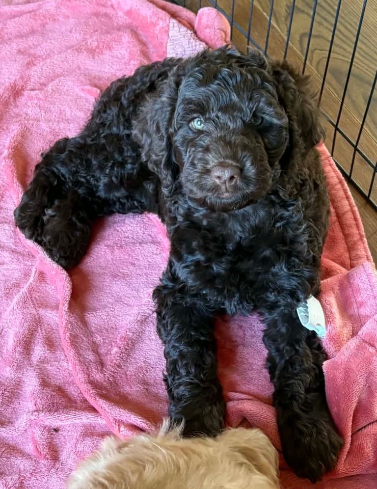 3 cockapoo puppy’s left