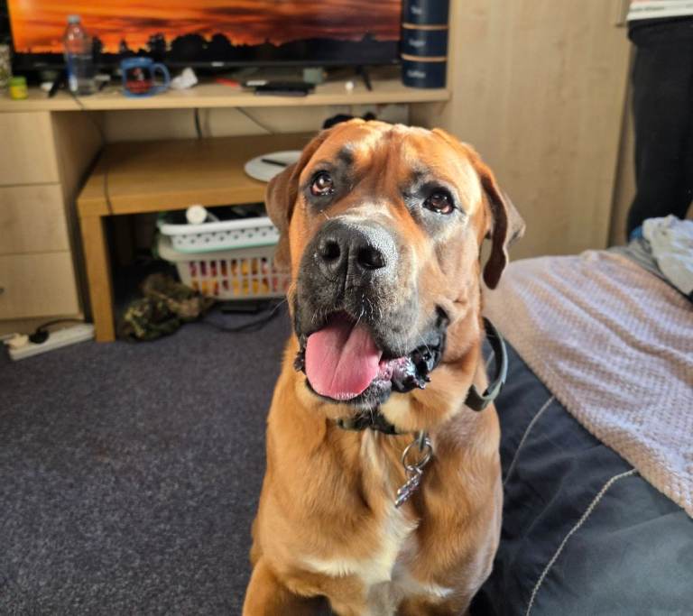 Bullmastiff x Rotweiller 