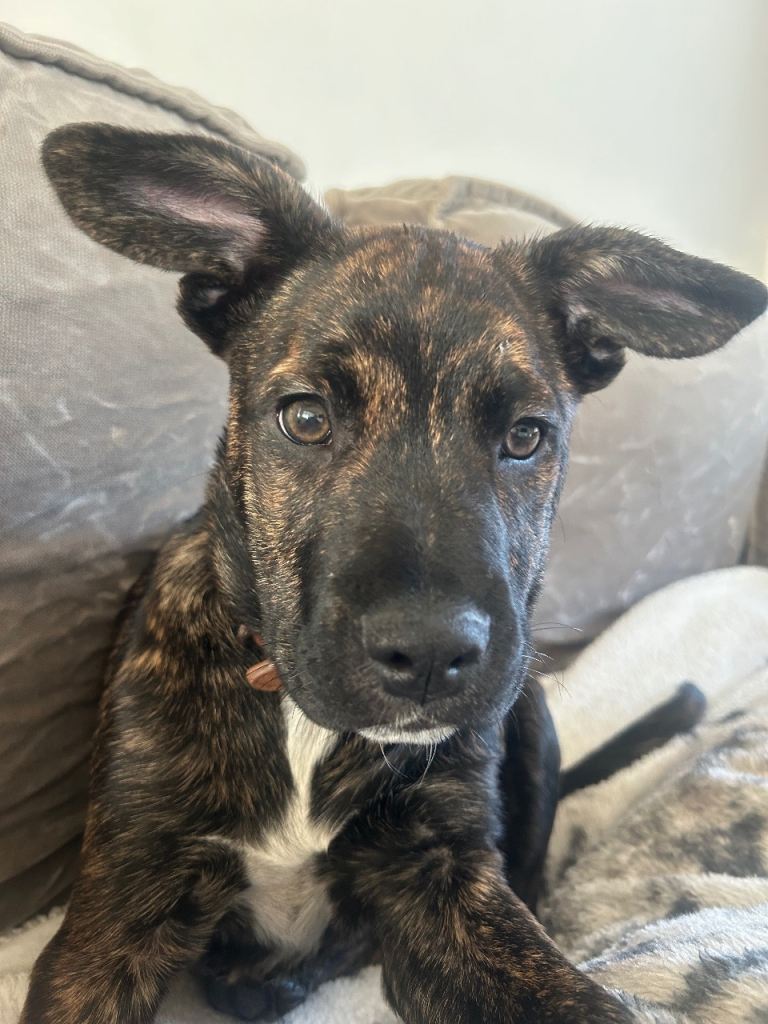 Border collie / frenchie mix pup for sale