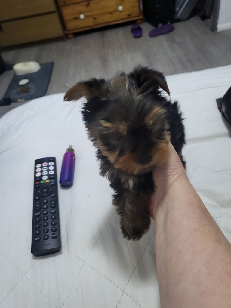 Puppys Yorkshire Terrier 