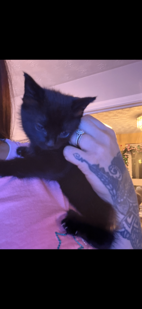 Beautiful black female kitten READY TODAY
