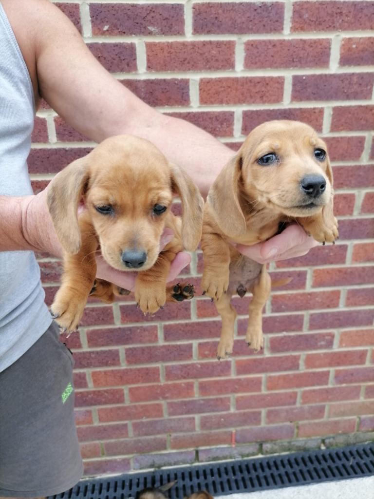 Miniature Dachshund Puppies