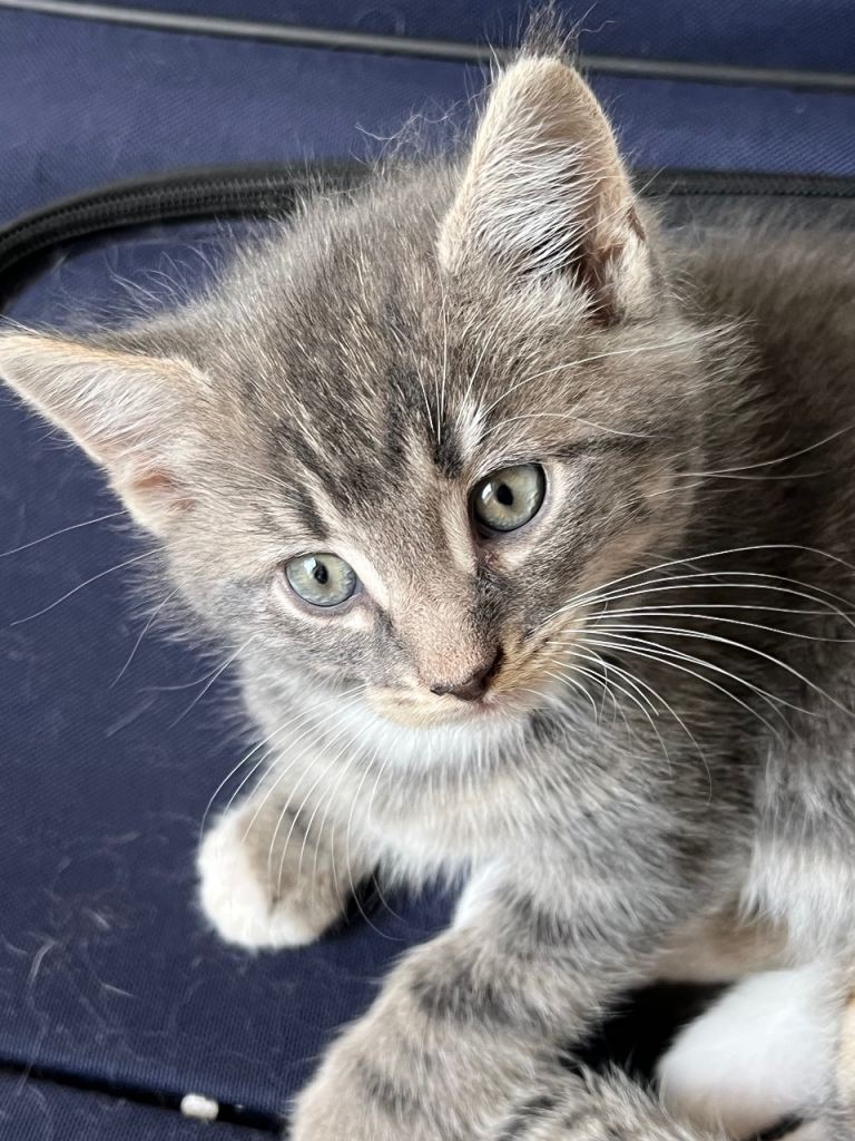 cute grey kitten needs a new home 