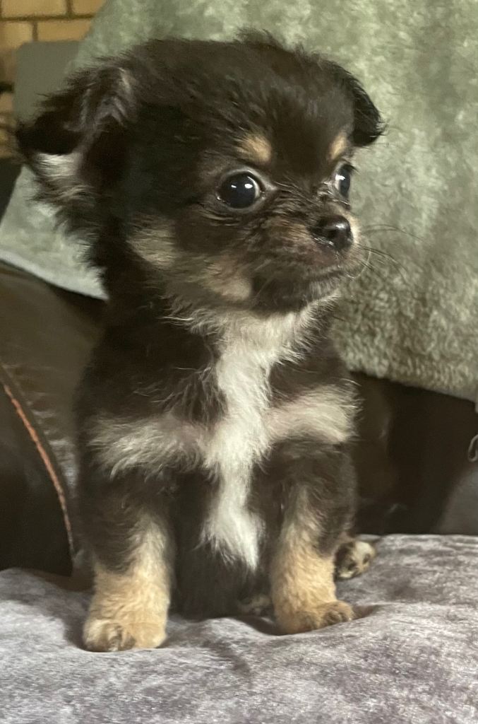 Mixed litter fluffy long coat chihuahua pups ready now