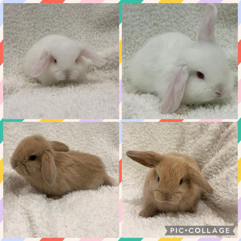 Mini Lops