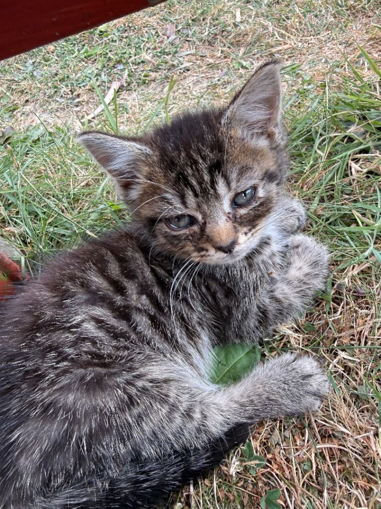 Gorgeous kittens for sale 