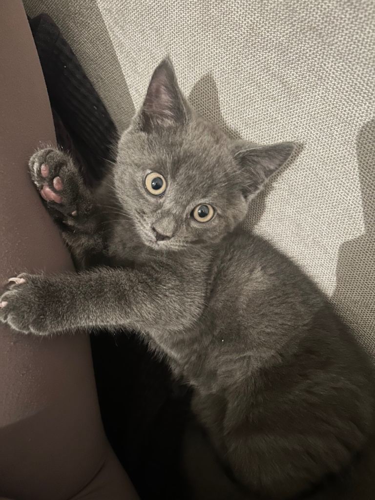 MALE GREY KITTEN