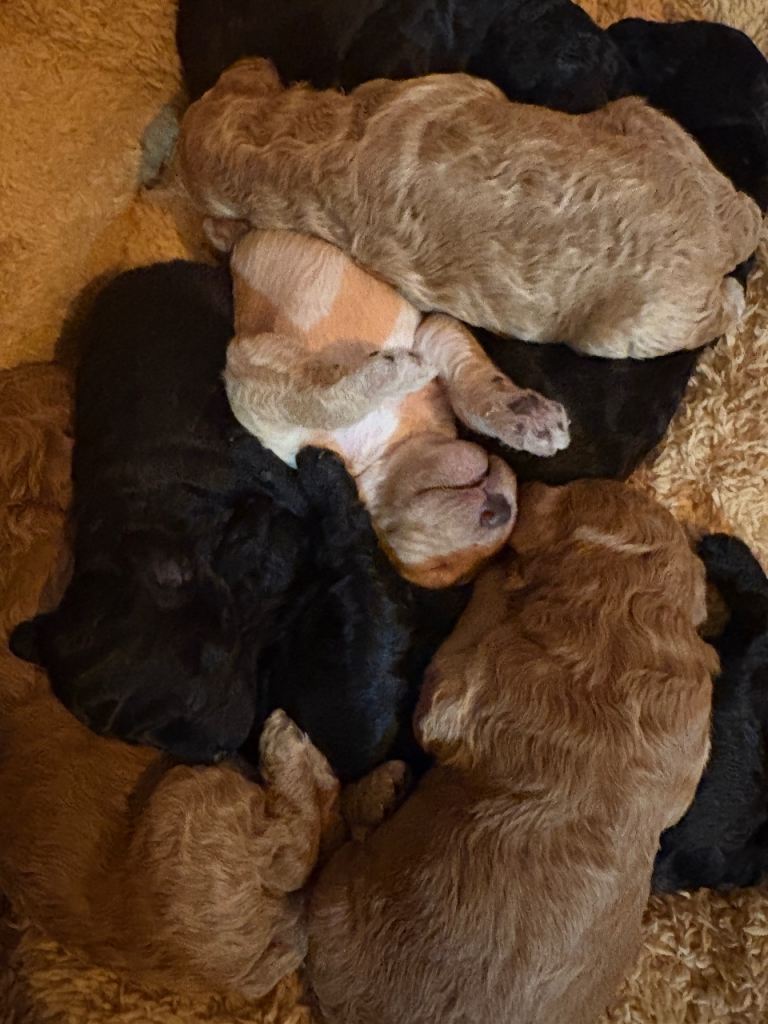 1 beautiful cavapoo puppy looking for her forever home