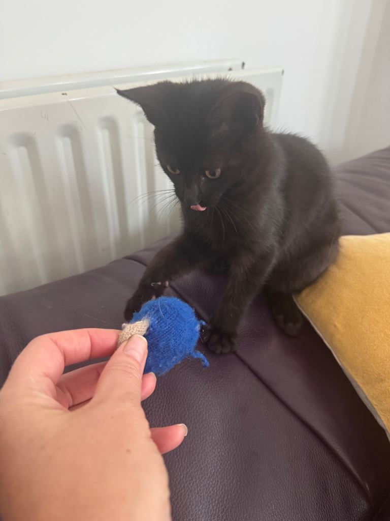 Adorable kitten