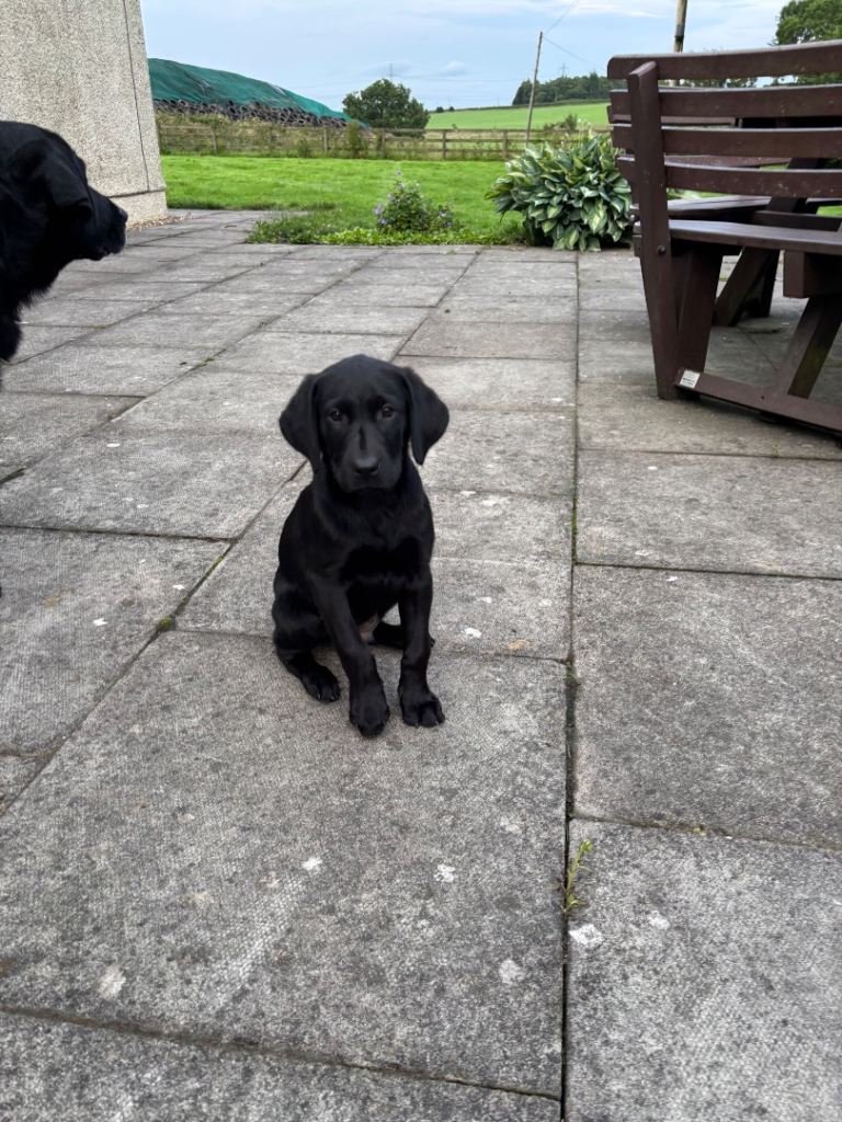 Black Labrador Male Pup 
