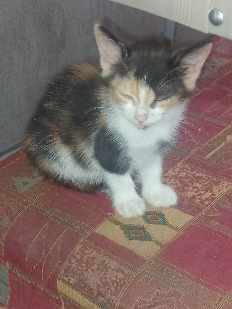 Kittens