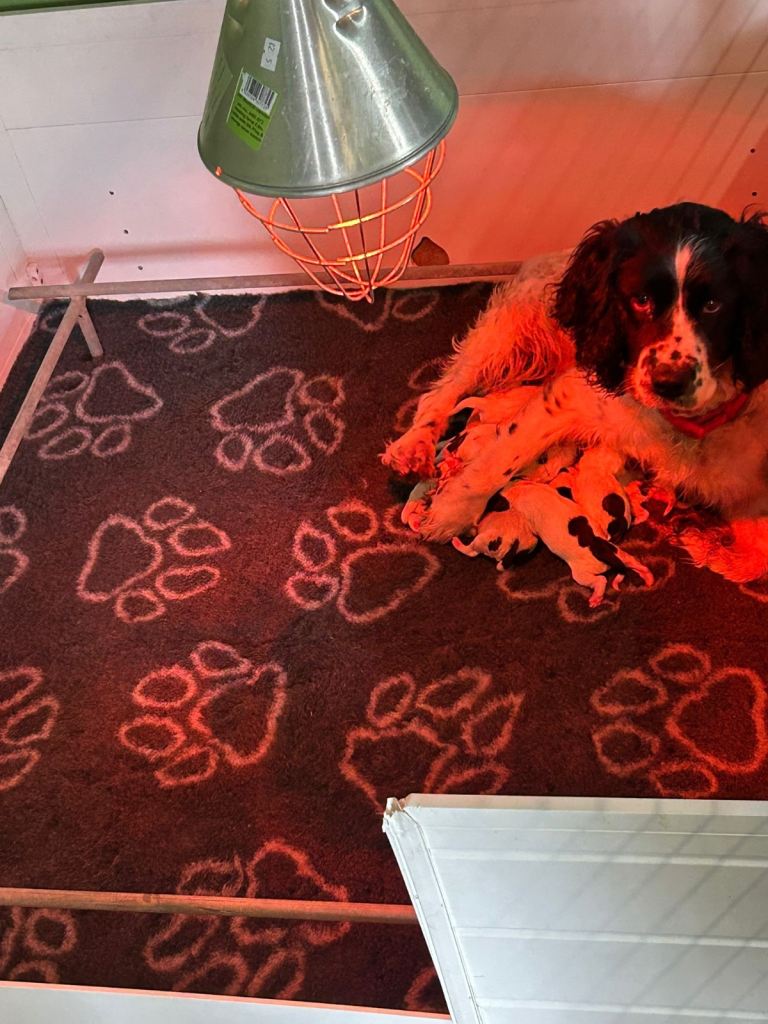 Springer Spaniel Puppies 