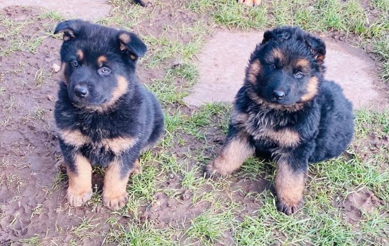 German Shepherds long coat available now