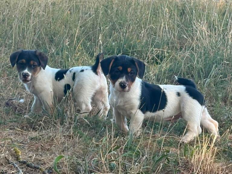 Chunky Jack russell males 