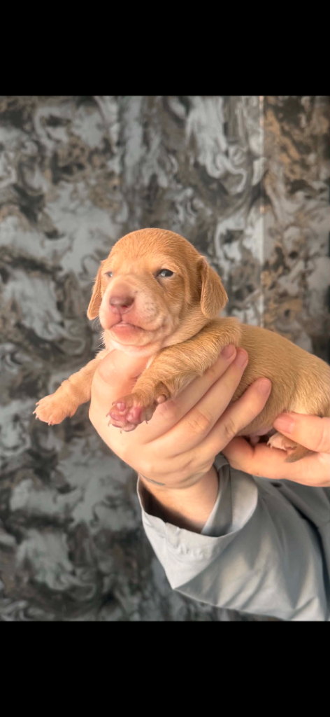 KC REGISTERED MINI DACHSHUND PUPPIES