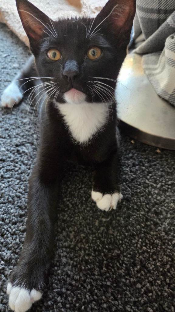 4 beautiful kittens 
