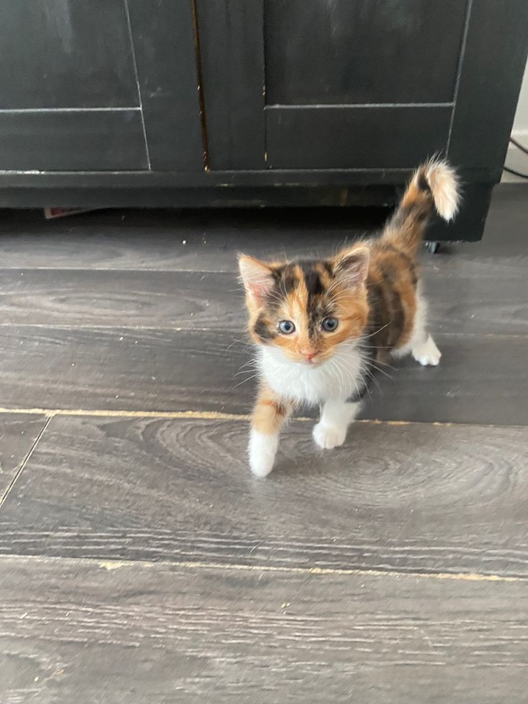 Beautiful kittens for sale 