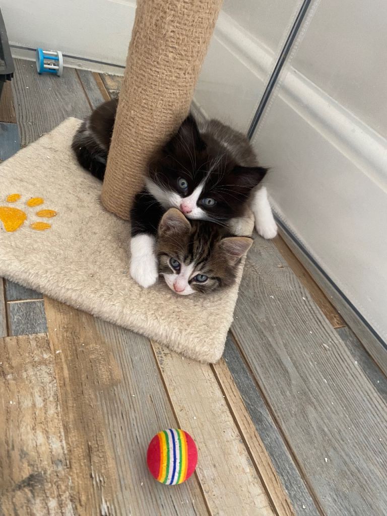 vet checked and microchipped male kittens for sale 
