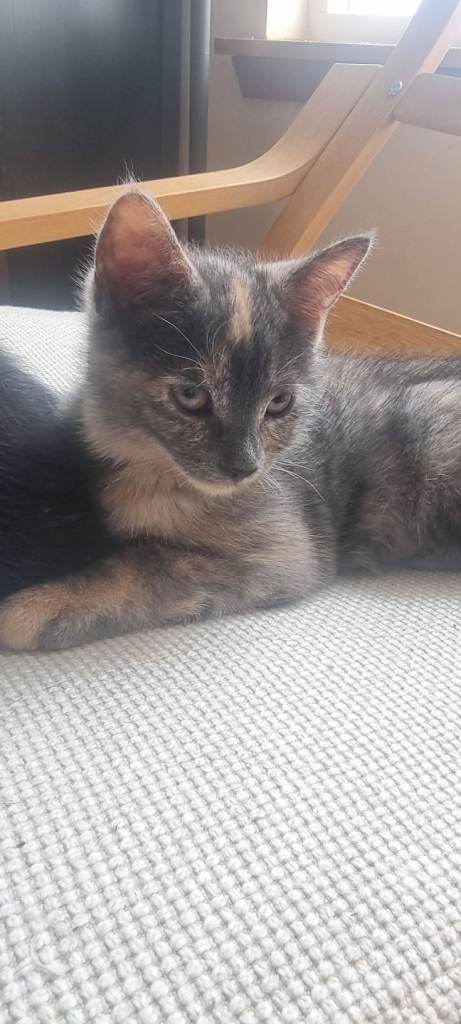 Tonkinese X British Short Hair Kittens 