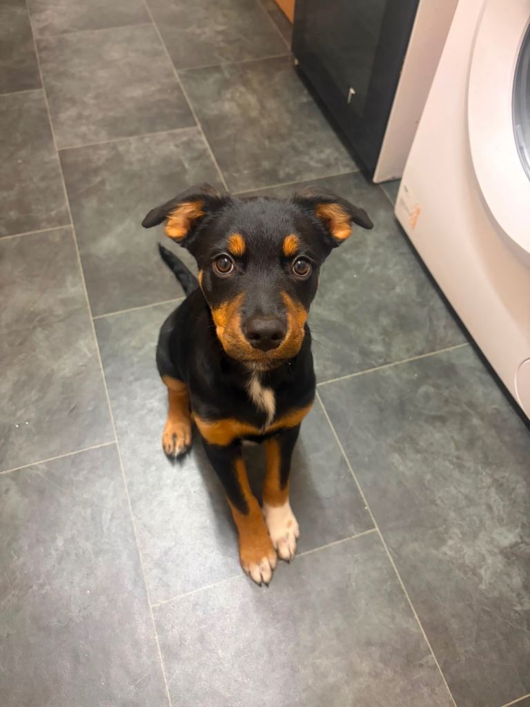 Rottweiler mix border collie MALE. 