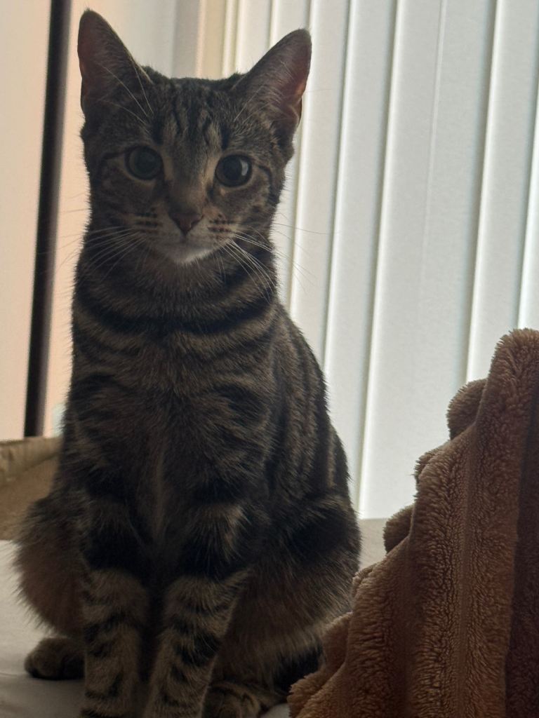 3 Gorgeous Tabby Boys Ready Now! 