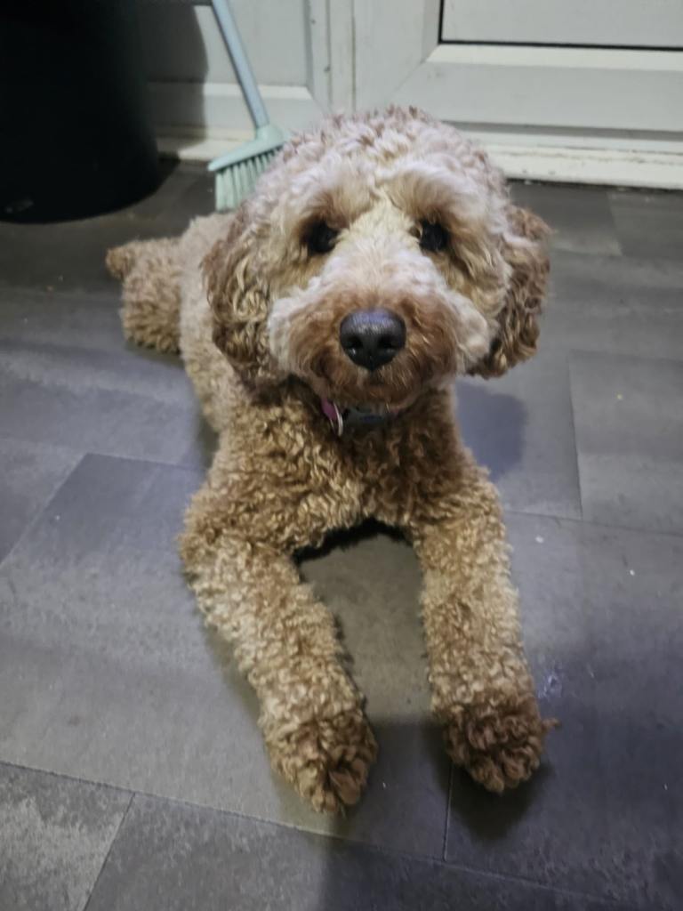 2 year old cockapoo girl