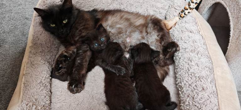 3 Kittens 