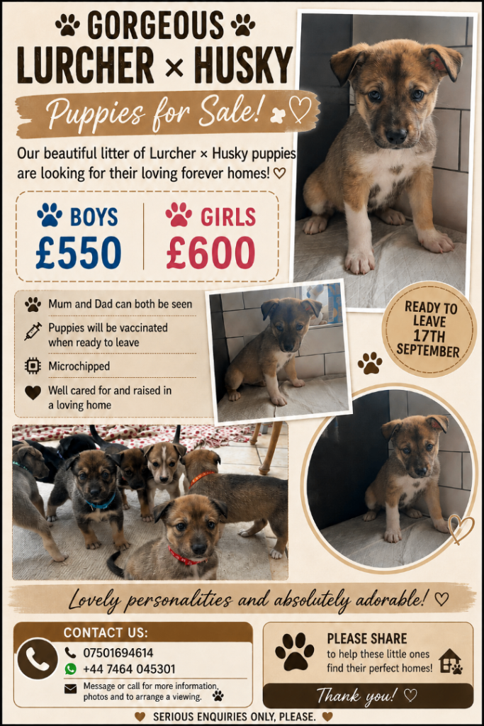 Lurcher x husky puppies for sale