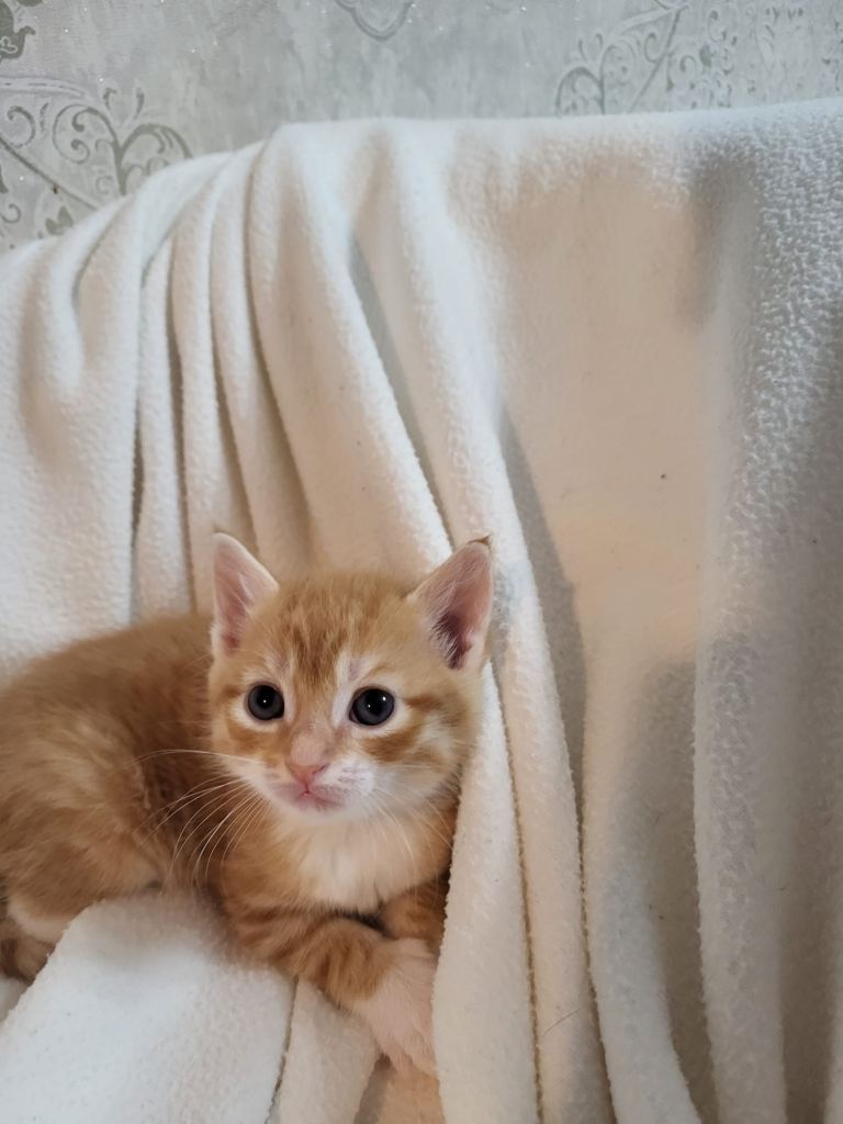 Kittens 