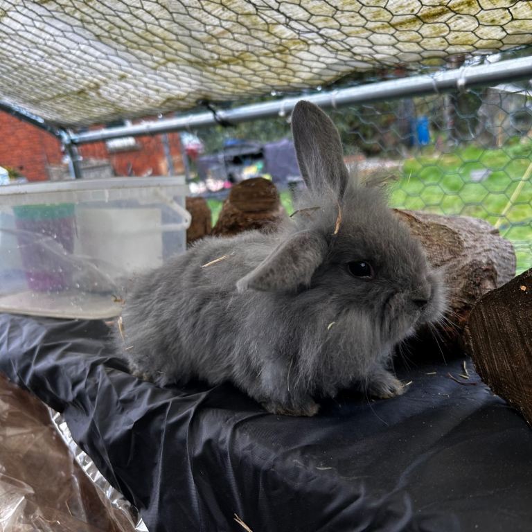 Mini lop mix lion head  