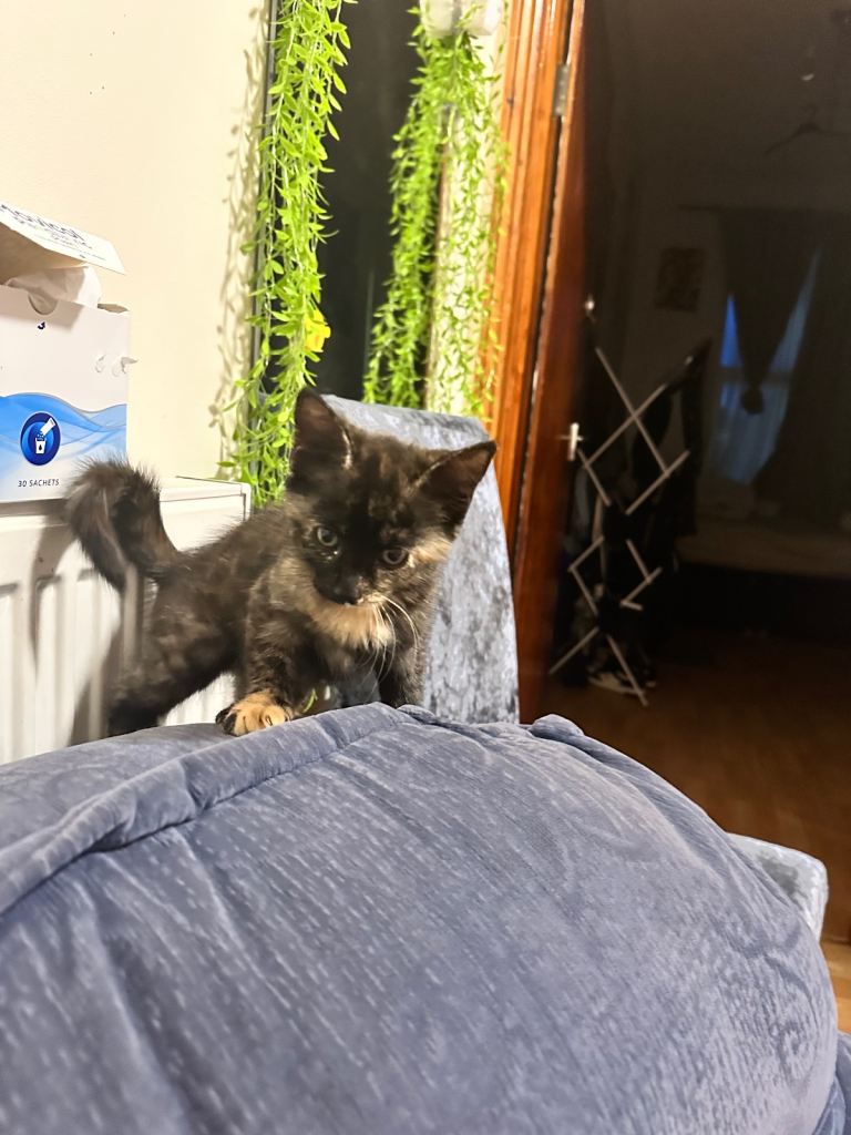 Cat to give away