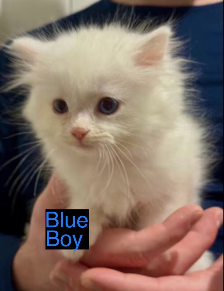 Last Stunning Persian Doll face kitten with a full starting pack looking for his forever families.  