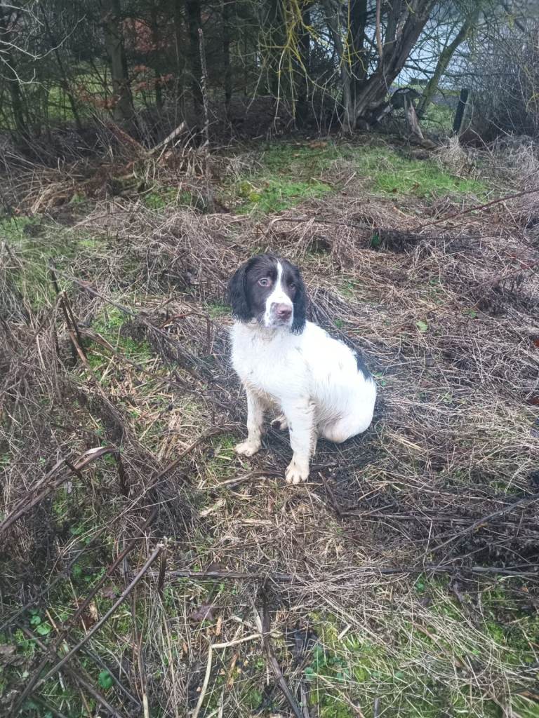 Springer Spaniel Pup