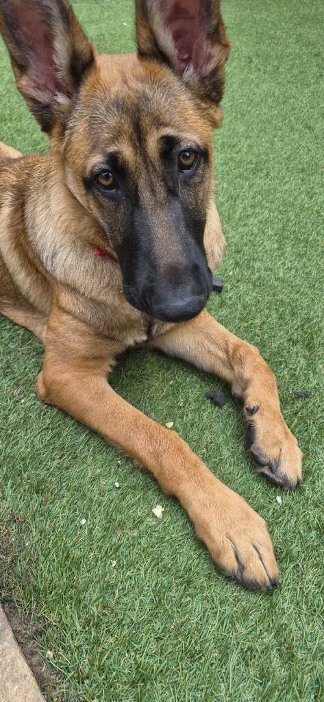 6 month old bitch. German Shepard x Belgain Malinois