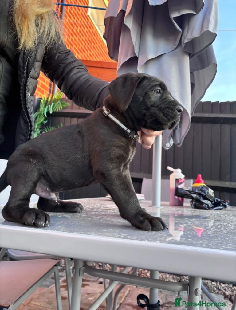 MASSIVE CANE CORSO PURE BRED PREMIUM MALE PUPPY 9 WEEKS
